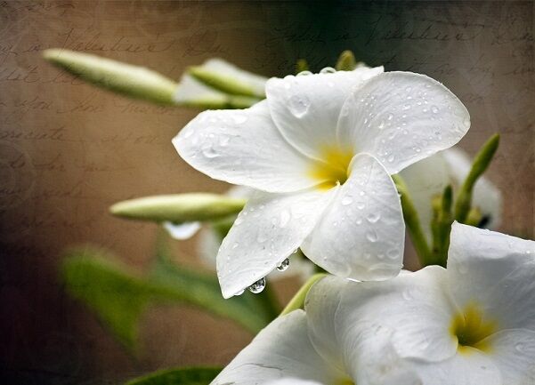 funeral flowers